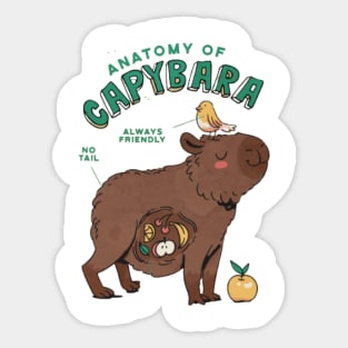 Anatomy of a Capybara Sticker